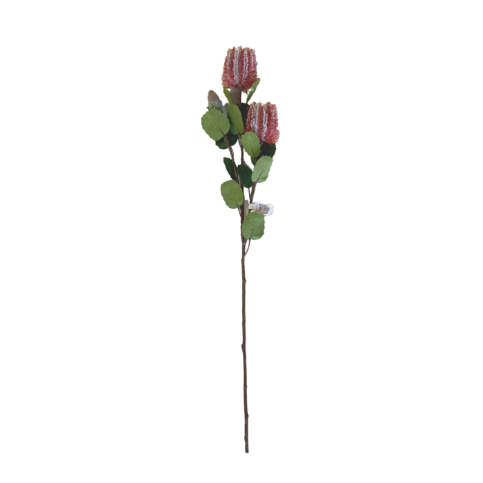 PINK BANKSIA STEM