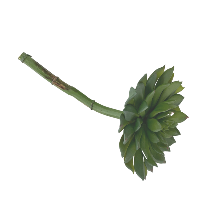 LARGE SUCCULENT - Image 3