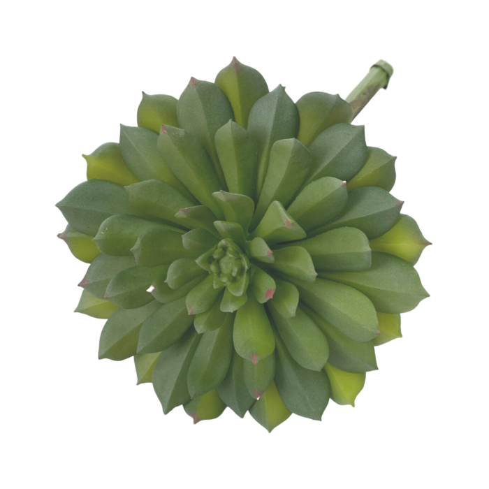 LARGE SUCCULENT
