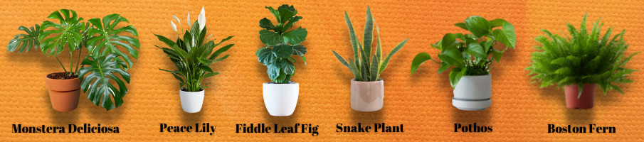 Assorted Indoor Plants